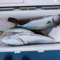 遊漁船 遊友 釣果