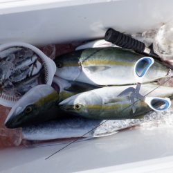 遊漁船 遊友 釣果