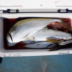 遊漁船 遊友 釣果