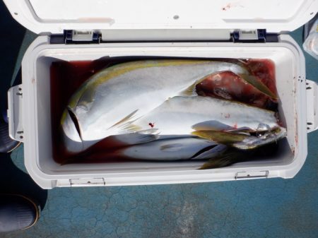 遊漁船 遊友 釣果