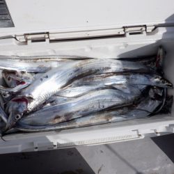 遊漁船 遊友 釣果