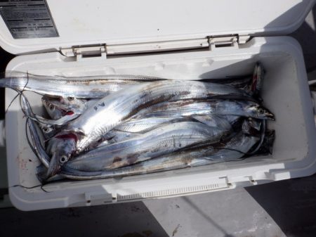 遊漁船 遊友 釣果