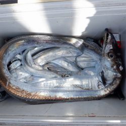 遊漁船 遊友 釣果