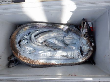 遊漁船 遊友 釣果