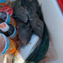 さんさん丸 釣果