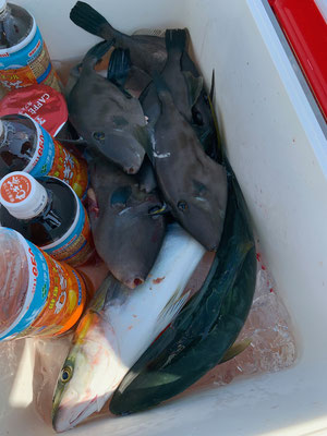 さんさん丸 釣果