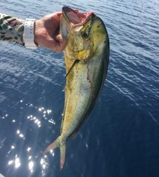 シーモンキー 釣果