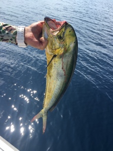 シーモンキー 釣果