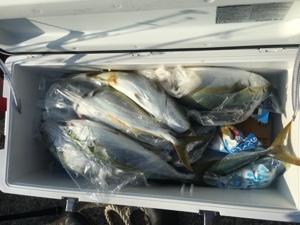 シーモンキー 釣果