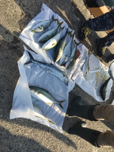 シーモンキー 釣果