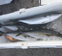 シーモンキー 釣果