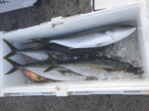 シーモンキー 釣果