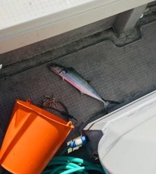 シーモンキー 釣果