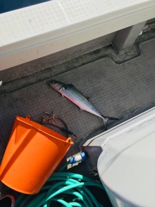 シーモンキー 釣果