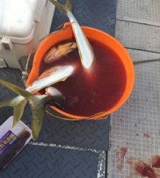 シーモンキー 釣果