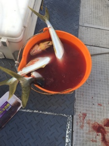 シーモンキー 釣果