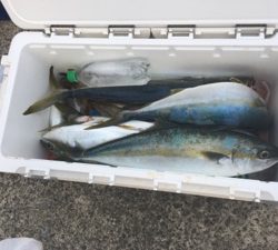 シーモンキー 釣果