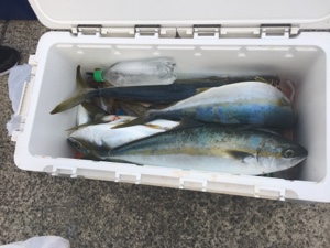 シーモンキー 釣果