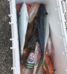 シーモンキー 釣果