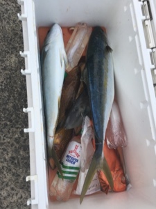 シーモンキー 釣果