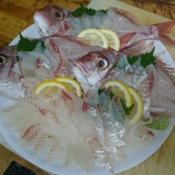 リトルワン 釣果