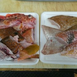 リトルワン 釣果