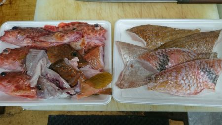 リトルワン 釣果