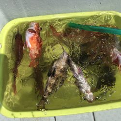 リトルワン 釣果