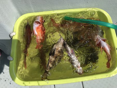 リトルワン 釣果