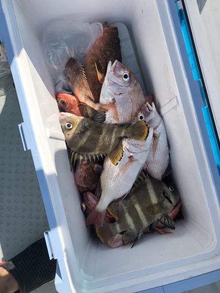 リトルワン 釣果