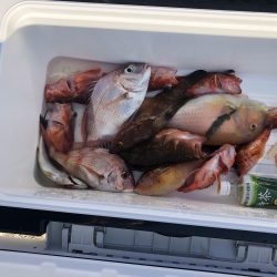 リトルワン 釣果