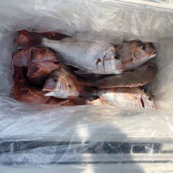 リトルワン 釣果