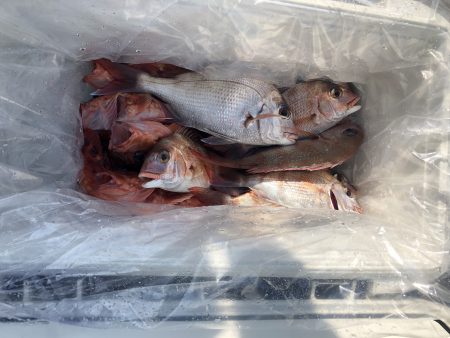 リトルワン 釣果