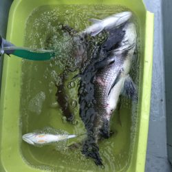 リトルワン 釣果