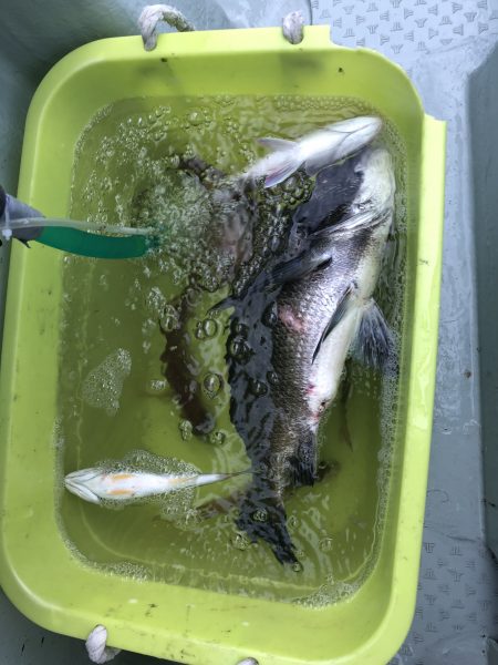 リトルワン 釣果