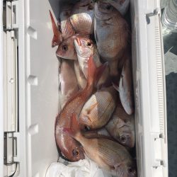 リトルワン 釣果