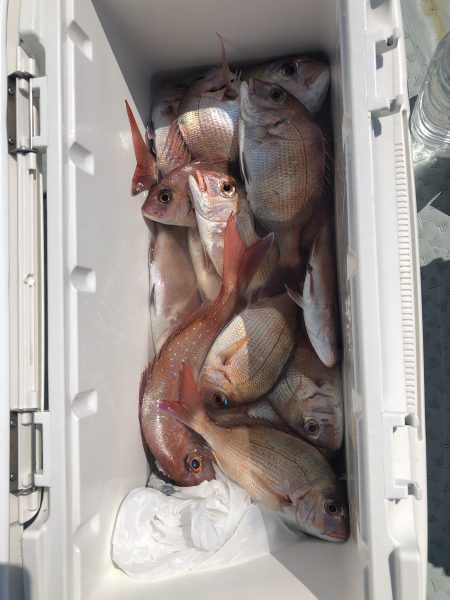 リトルワン 釣果