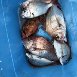 リトルワン 釣果