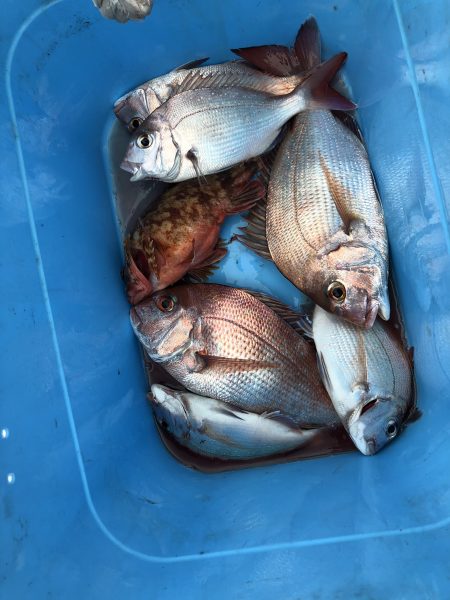 リトルワン 釣果