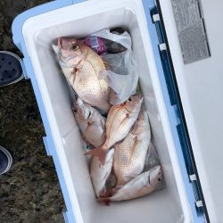 リトルワン 釣果