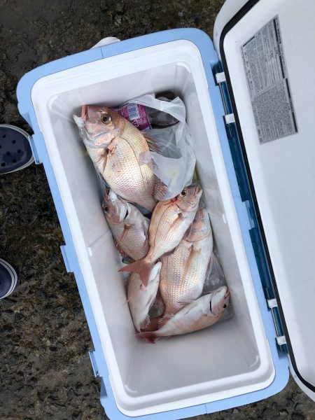 リトルワン 釣果