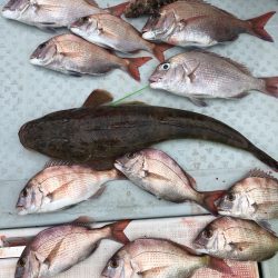 リトルワン 釣果