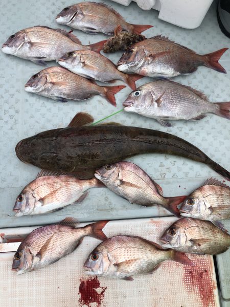 リトルワン 釣果