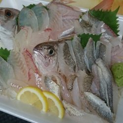 リトルワン 釣果