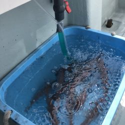 リトルワン 釣果