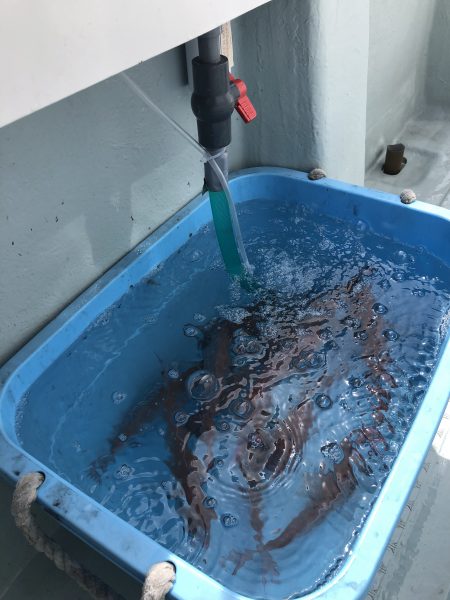 リトルワン 釣果