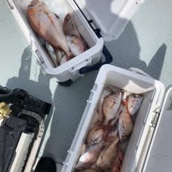 リトルワン 釣果