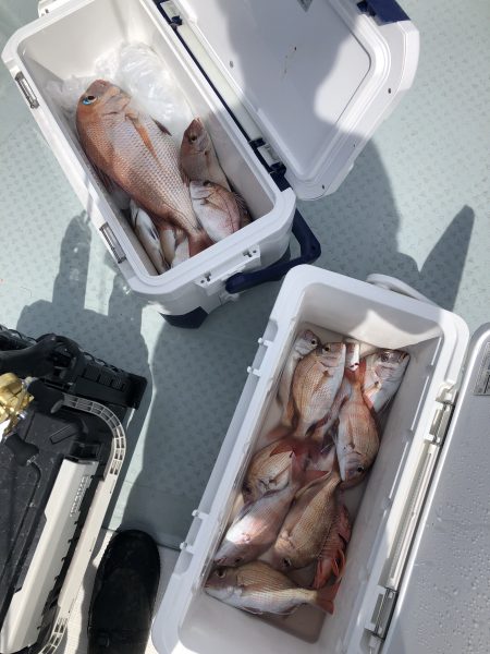 リトルワン 釣果