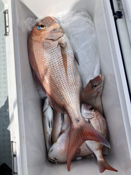 リトルワン 釣果