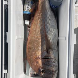 リトルワン 釣果